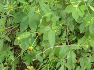 �����ŲݵĹ�Ч �����Ųݵ�ҩ�ü�ֵ