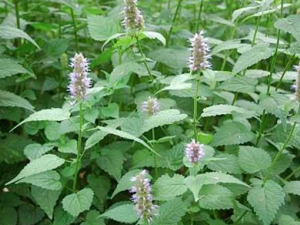 ��޽��ΪƢθ�Ŷ�