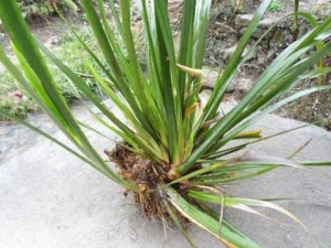 ˮ��������Щ��Ч������