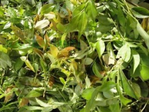 �ڷ��ݵĹ�Ч������ ���Կ�������