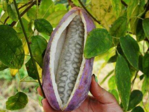 Ұ�㽶�Ĺ�Ч������ ���Ի�Ѫֹʹ