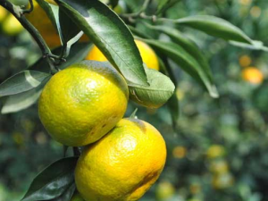 �и���ʳ�������� ���ӳԶ��˻�������