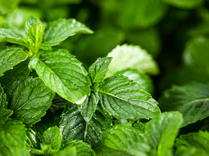 ��������Щ��Ч������