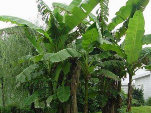 �Ž����ĵĹ�Ч������