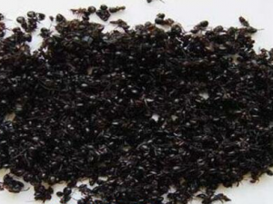 ����ı�������Щ ����������ε���