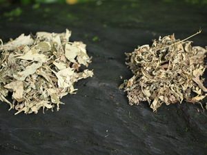 ��Ҷ�ݽ�����Щ�ô� ����ð�Ҷ�ݽ�