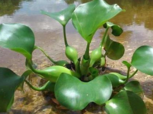 ˮ��«�Ĺ�Ч������