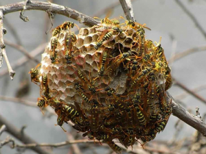 ��Ұ���ѵ������빦Ч ���ƿ�������