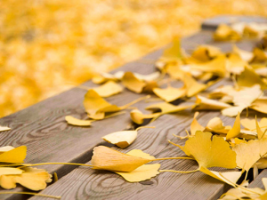 ����ҶƬ�Ĺ�Ч������ ���Ի���ʹ��