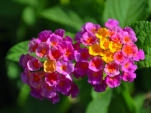 ��ӧ�����Ĺ�Ч������ �������Ƚⶾ