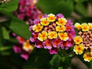 ��ӧ����ˮ����Щ������