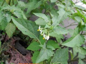 Ұ�׻��˵Ĺ�Ч������ ���Բ���Ӫ��