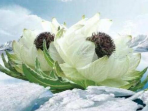 ѩ�޻��������빦Ч ��������ʪ