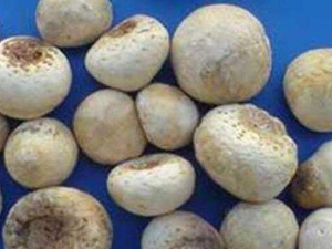 �����ӵĹ�Ч������