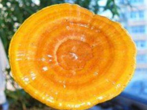 ����֥�Ĺ�Ч������ ������������