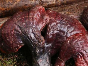 ������֥�Ĺ�Ч������