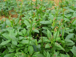 ���˲εĹ�Ч������ ���Բ�������