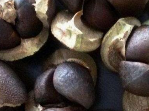 �̲�������Щ��Ч �̲��ѵ���ֲ����