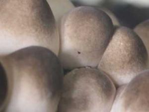 �ݹ�����Щ��Ч �ݹ���Ӫ����ֵ