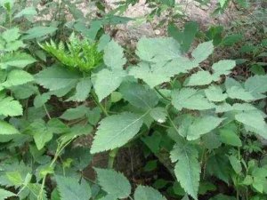 ����Ĺ�Ч������ ����Ԥ����������