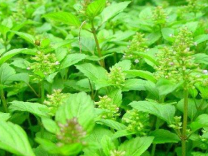 ���ֲ�����Щ��Ч������