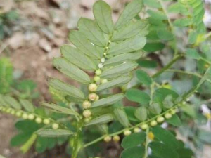 Ҷ��������Щ��Ч������