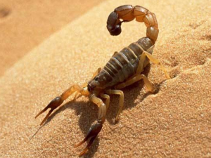 ��ҩЫ�ӵĹ�Ч������ ���Բ���Ӫ��