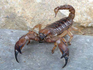 ȫЫ�������빦Ч Ԥ��Ѫ˨����