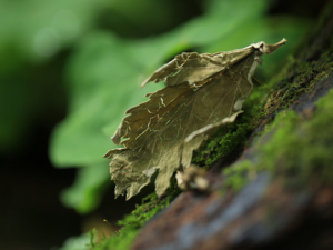 ��������Щ��Ч������