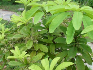 ţ����Ĺ�Ч������ ţ����Ҷ������ֹʹ