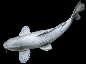 ���������Щ��λ����ʳ��