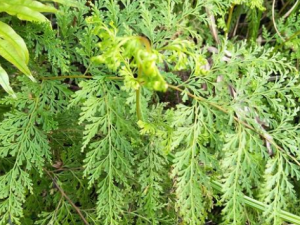 ھʲôҩüֵ   ھʲô