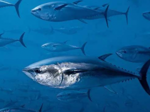 ����Щʳ�����Ԥ��˥��