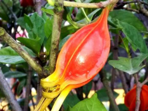 ���ӹ��Ĺ�Ч������