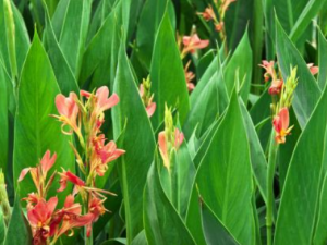 ��������Щ��Ч �����ѡ������