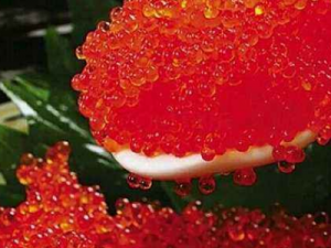 ��������ЩӪ����ֵ �����ѡ���Ѳź���