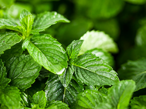 ���ɵĹ�Ч����