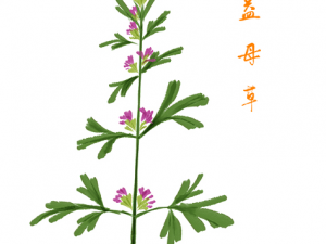 ��ĸ�ݸ��ʳ�ý���