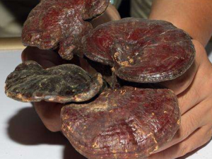 �̵���֥��ˮ�ȵĽ���