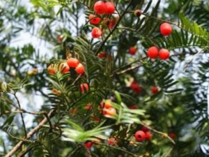 �춹ɼ����ˮ������Щ��Ч������