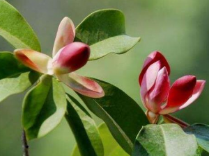 ���ӻ���ˮ����Щ��Ч������