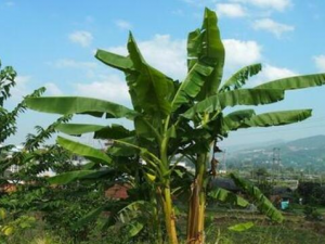 �Ž�֭Һ�Ĺ�Ч������