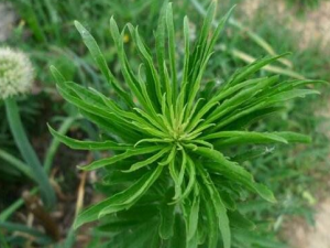 ��˿�ݵĹ�Ч������ ���������