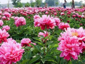 ��ҩ����ˮ������Щ��Ч