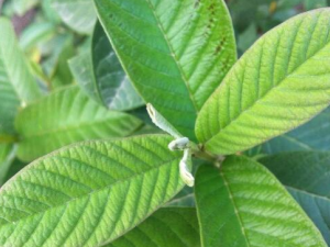 ʯ��Ҷ�Ĺ�Ч������ ��������ɱ��