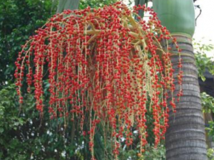 ���ƻ������ú͹�Ч ��θ�����������