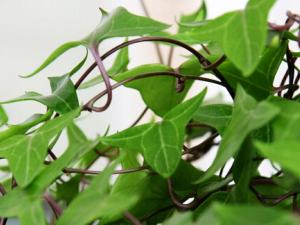 �����ٵĹ�Ч������ �����ٿ��θ���