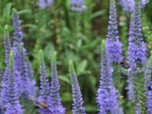 ��β����������Щ��Ч������