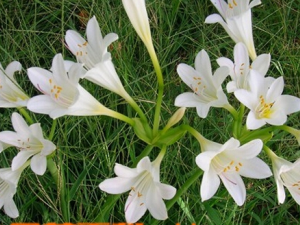 ��Ͳʯ��Ĺ�Ч������ ��Ͳʯ�������ҩ