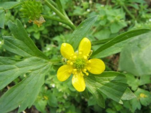 èצ������Щ��Ч������